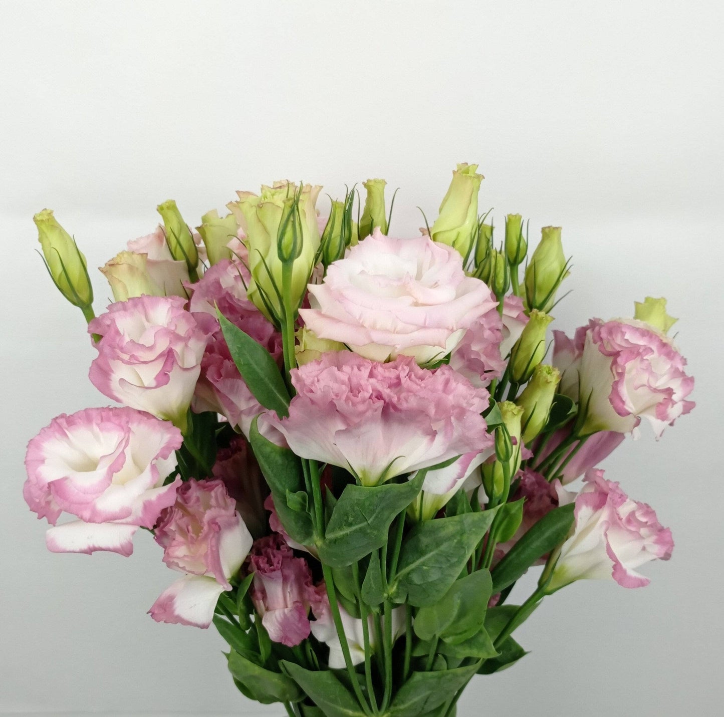 Eustoma - 2 Tone White Pink | Floristika Malaysia