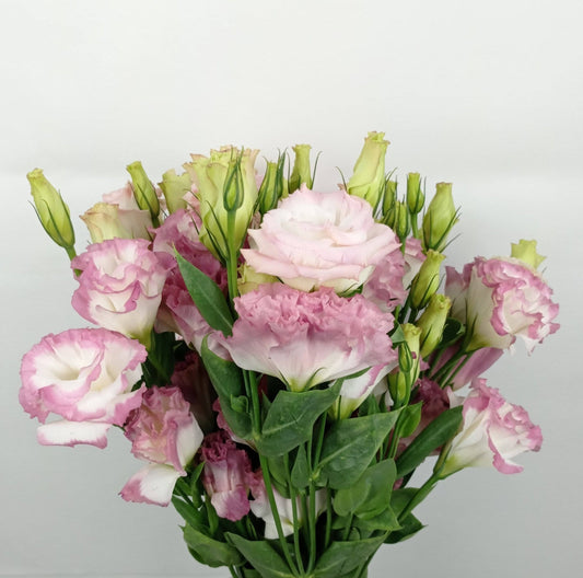 Eustoma - 2 Tone White Pink | Floristika Malaysia