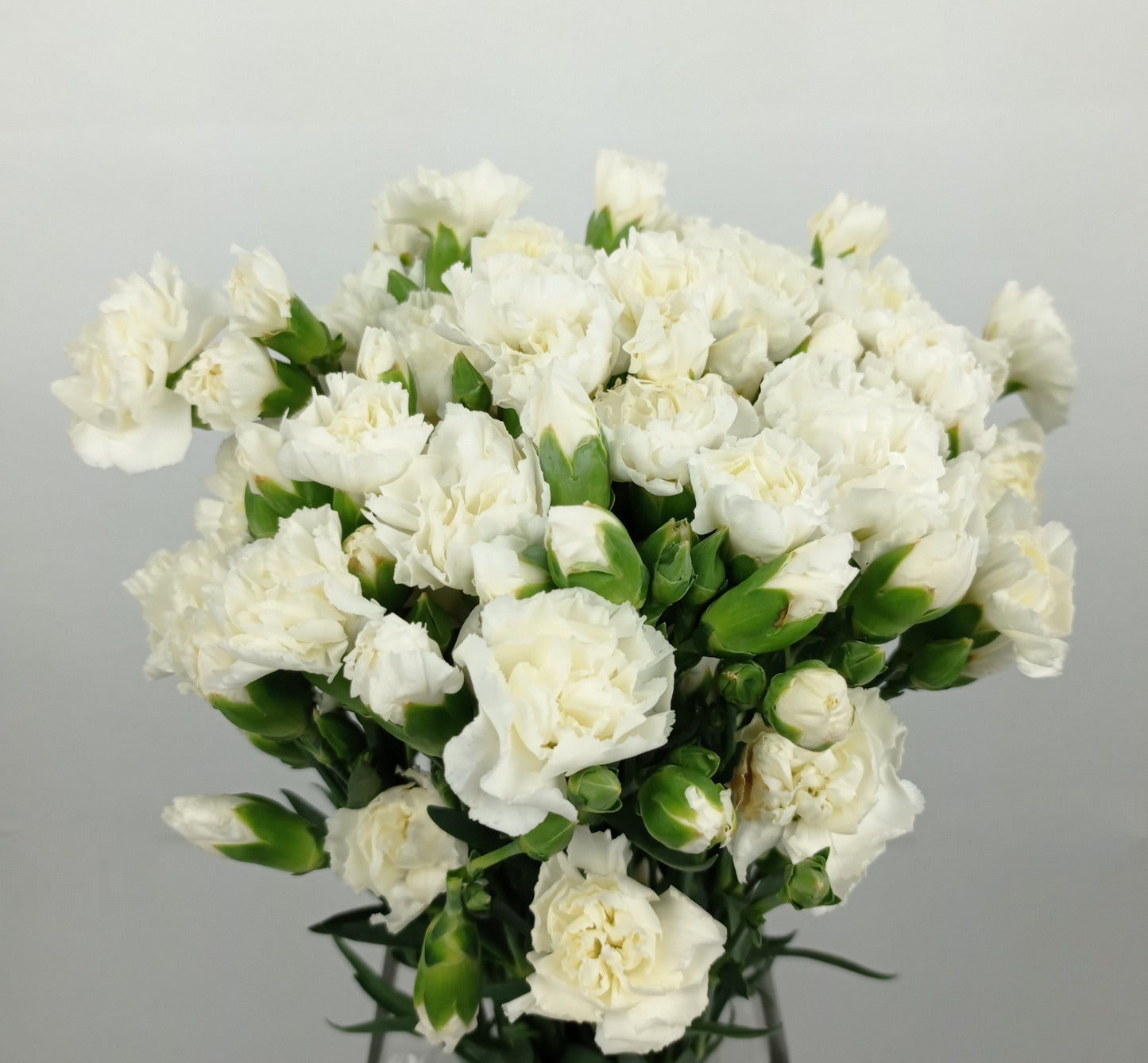 Spray Carnation - White