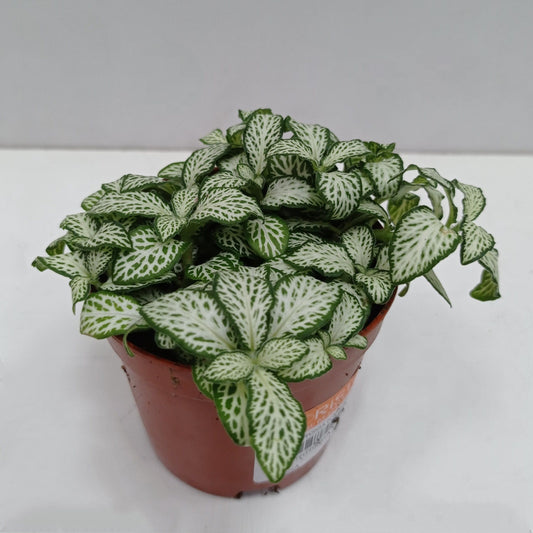 Pot Fittonia P85  - Green