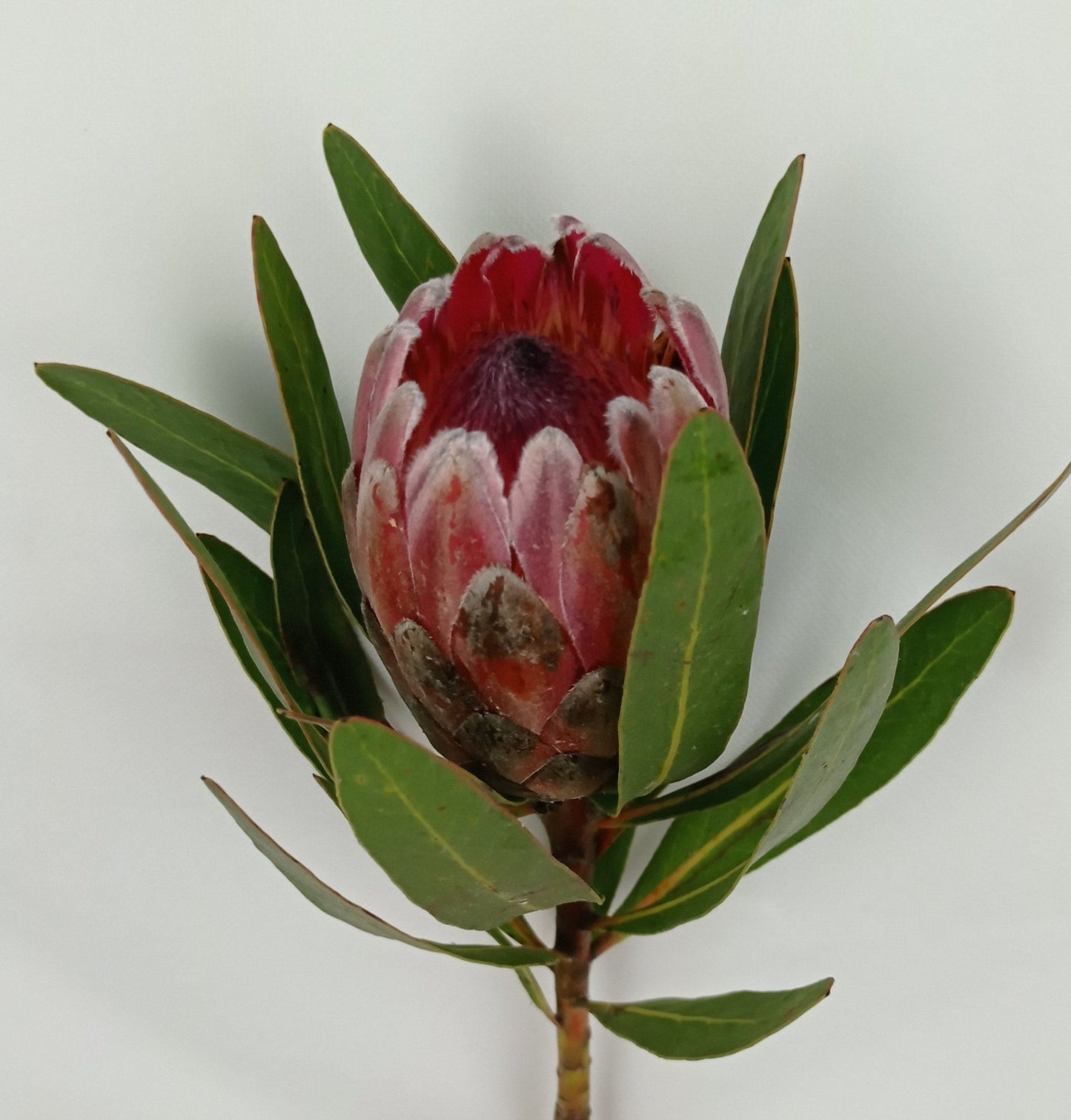 Protea Pink Ice