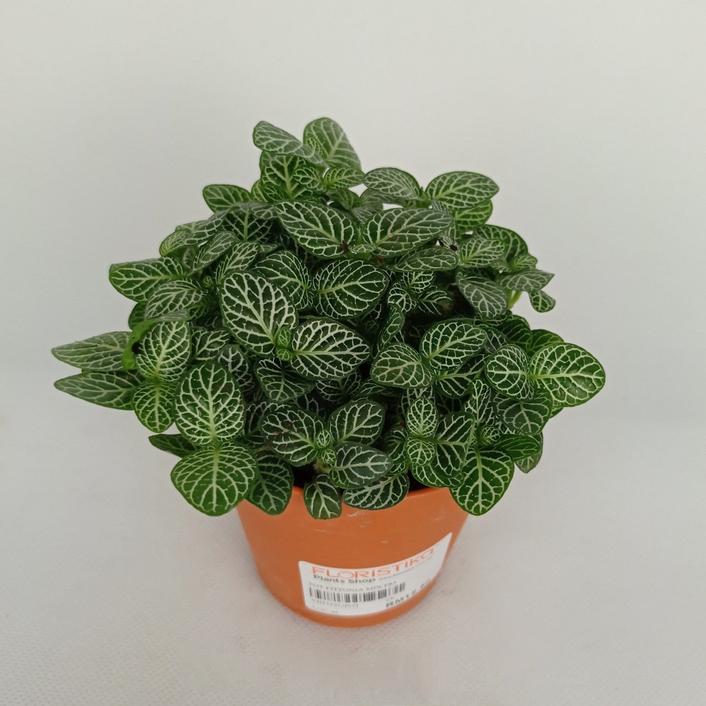 Pot Fittonia P85 - Green