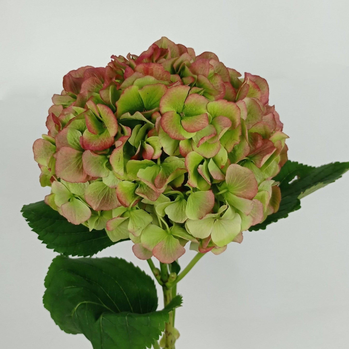 Hydrangea - Autumn Red (Flower Head Size: 18-20cm)