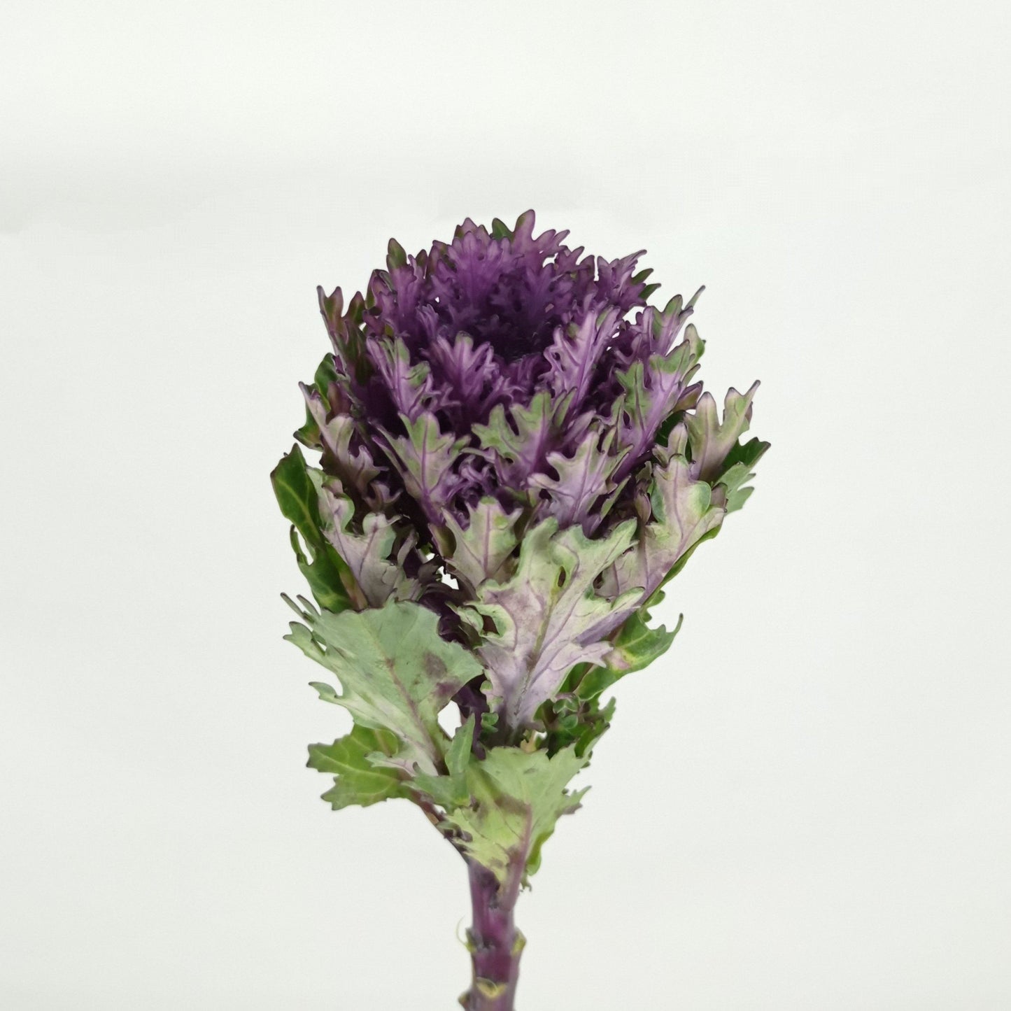 Kale Green - Purple