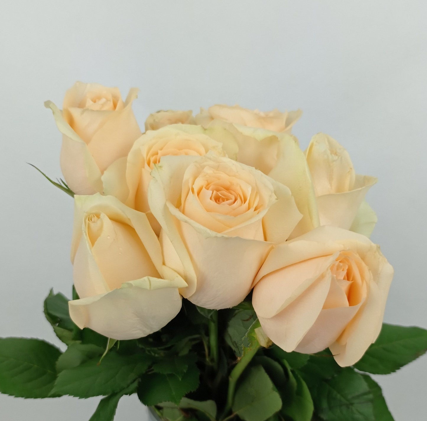 Rose 40cm - Peach Avalanche