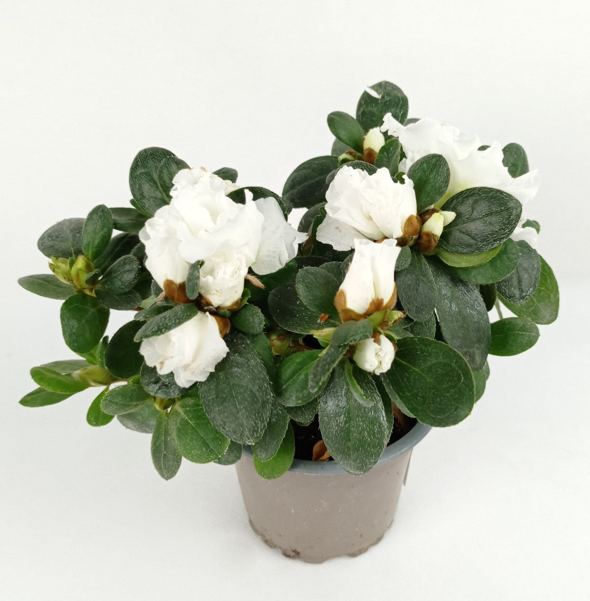 Pot Azalea (Imported) - White