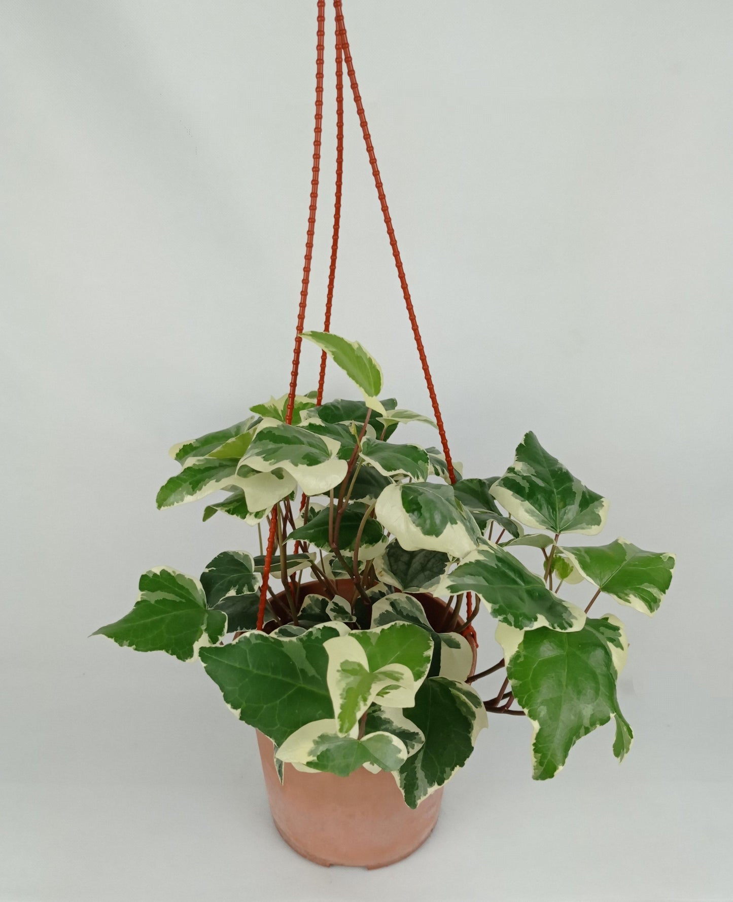 Pot Bp Ivy Big Leaf - 2 Tone Yellow Green