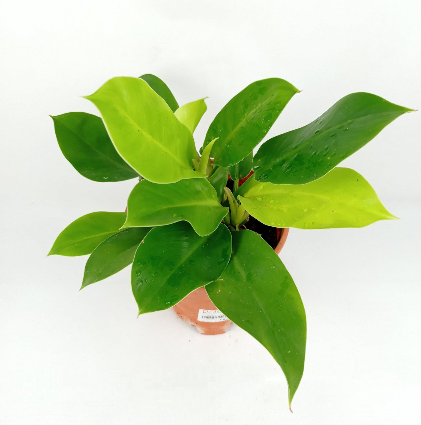 Pot Bp Philodendron Imperial Gold - Green