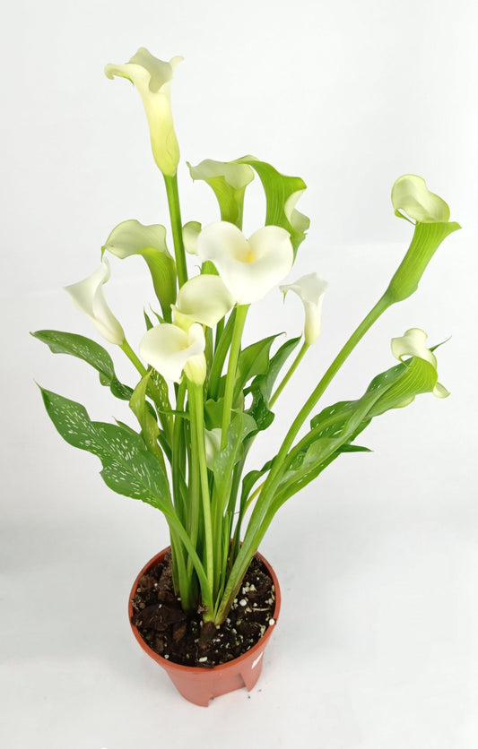 Calla Lily - Assorted Colour