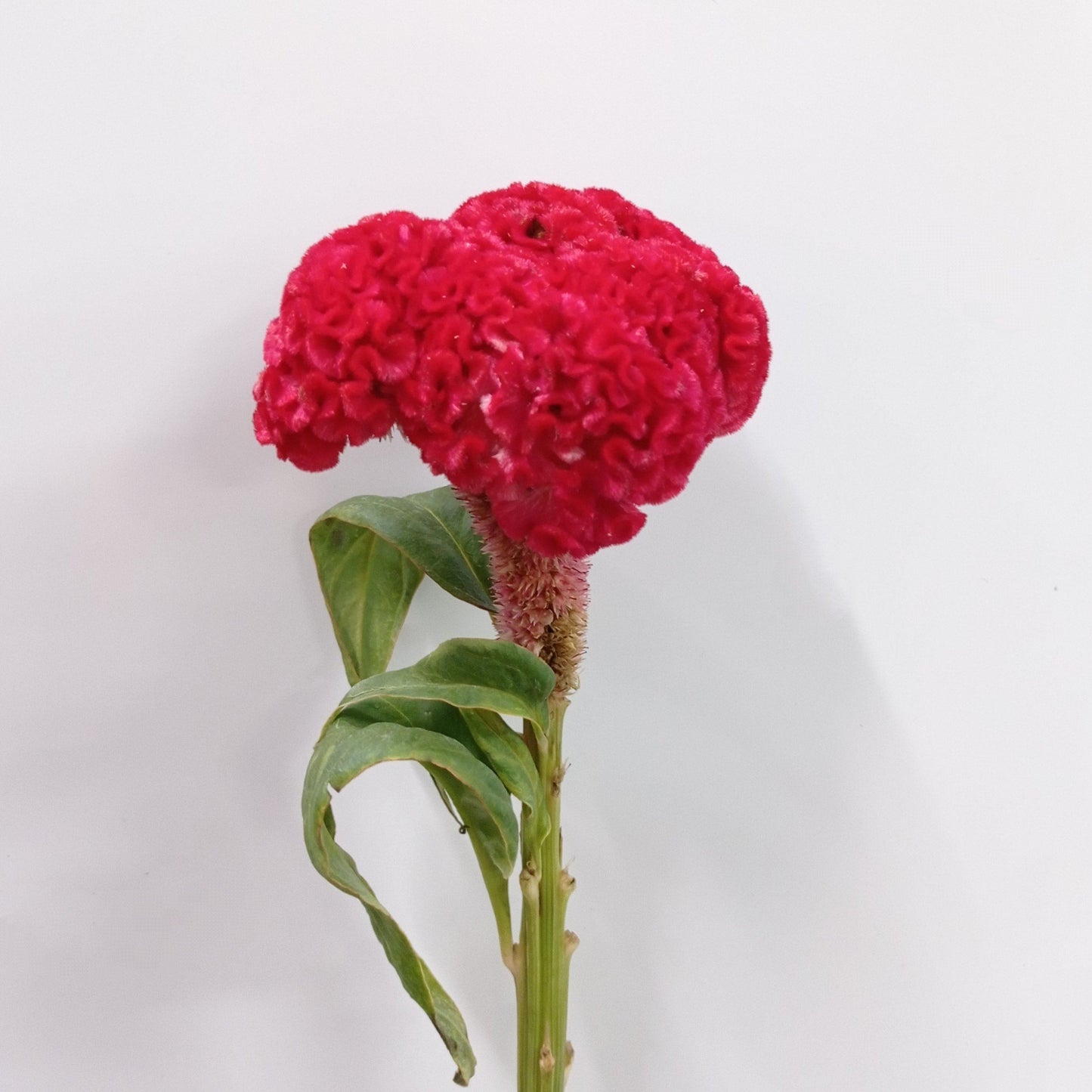 Celosia Bombay- Red