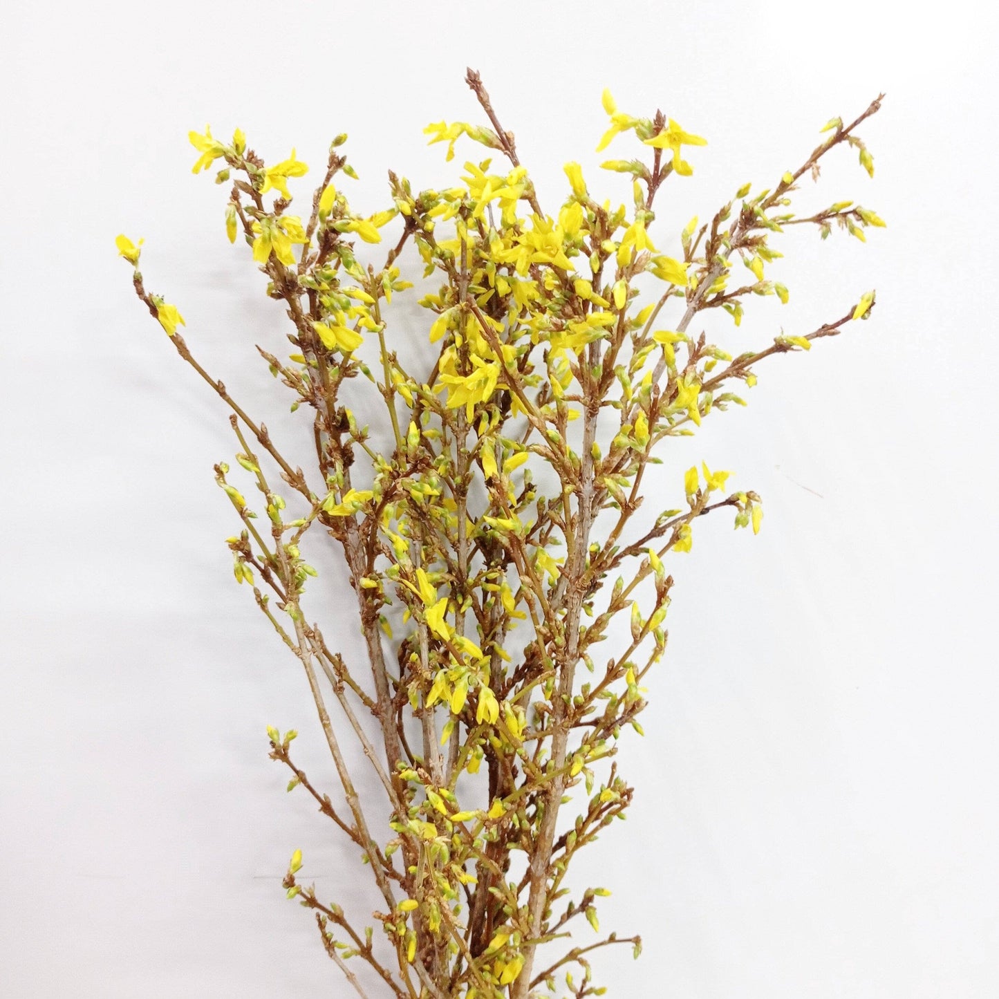 Forsythia - Yellow