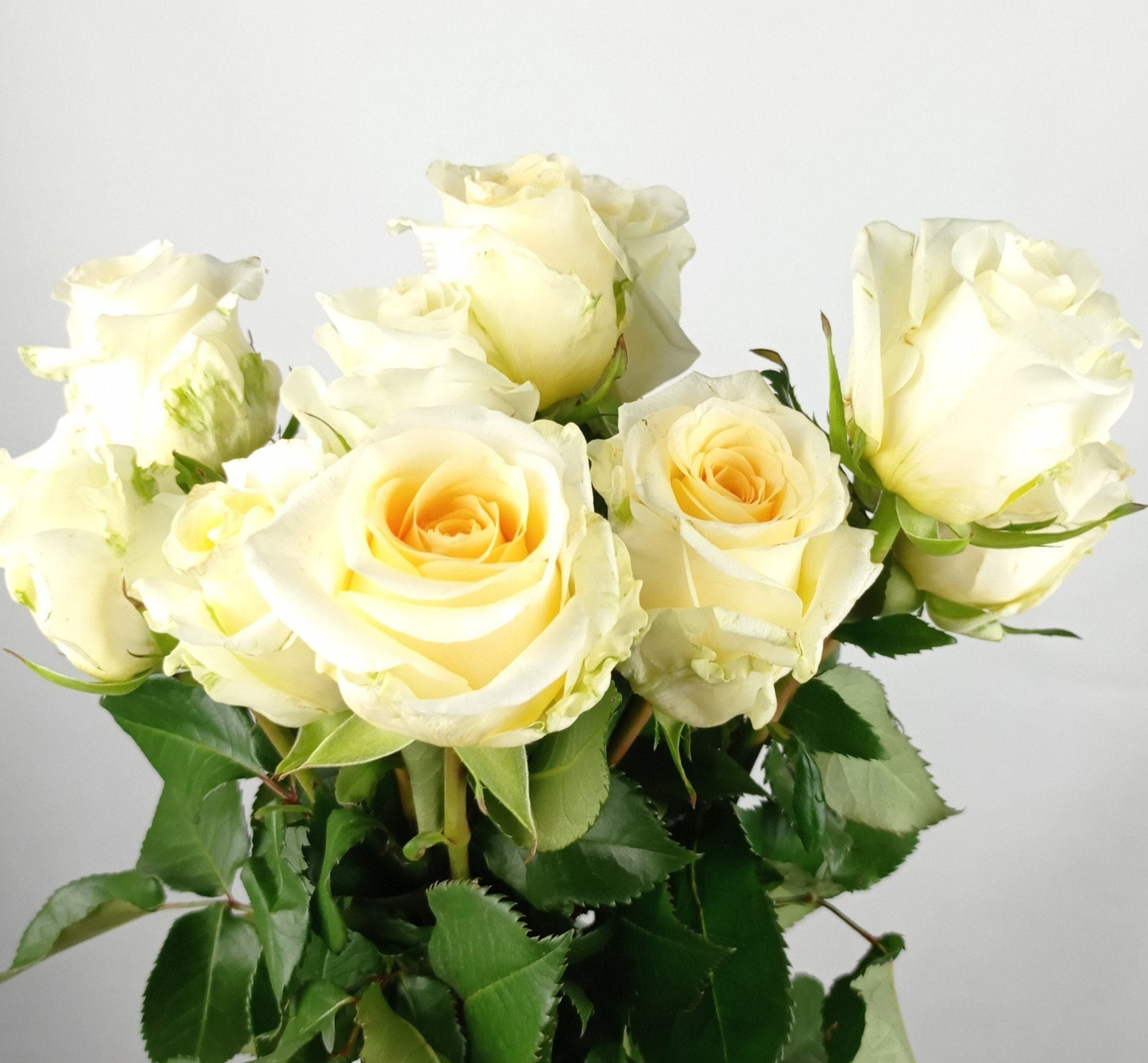 Rose 40cm - 2 Tone White Peach