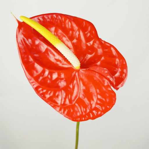 Anthurium (Local) - Chili Red
