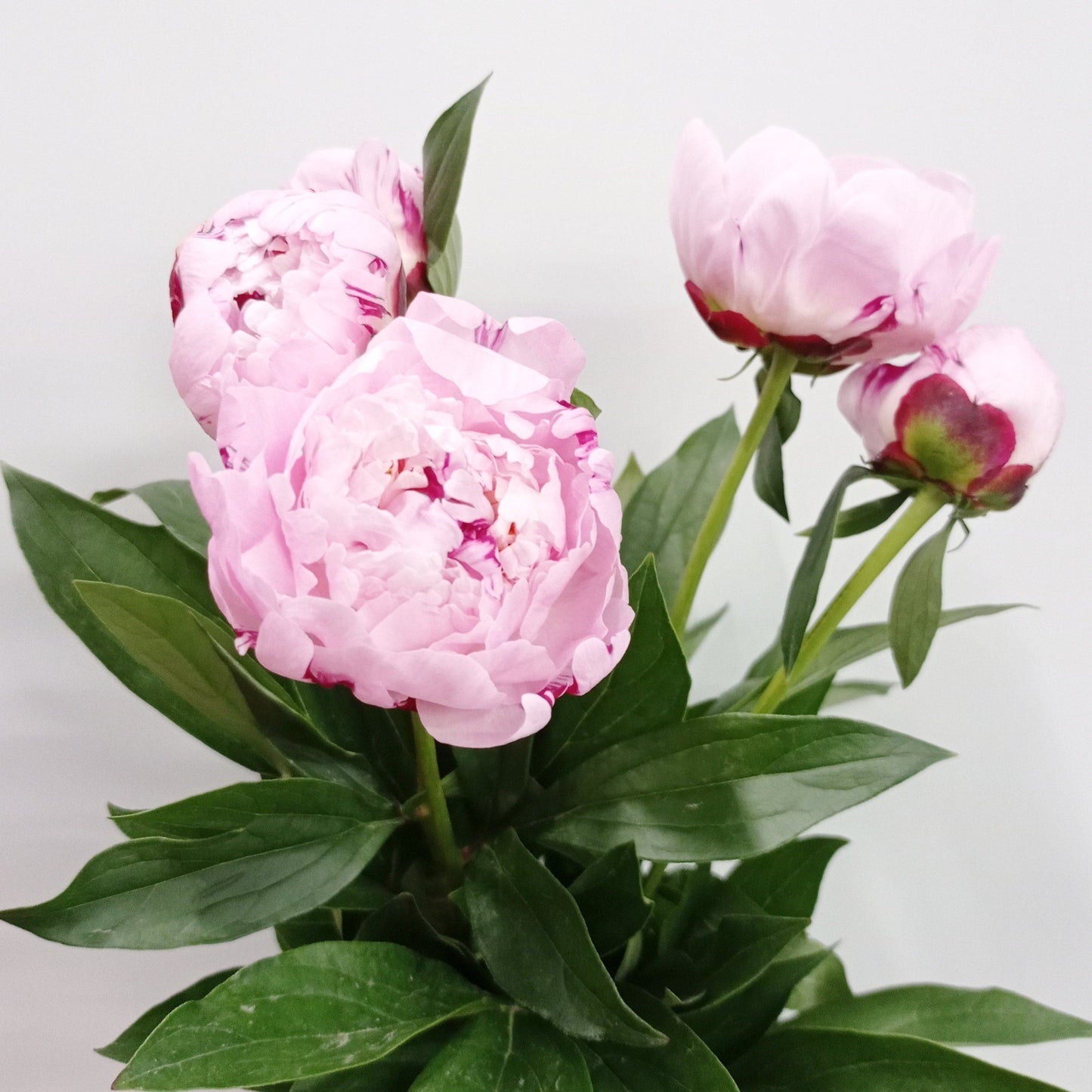 Peony Sarah Bernhardt - Light Pink (3 Stems)