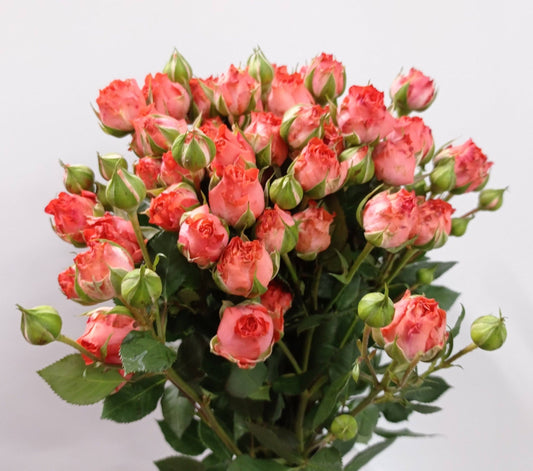 Spray Rose - Light Red