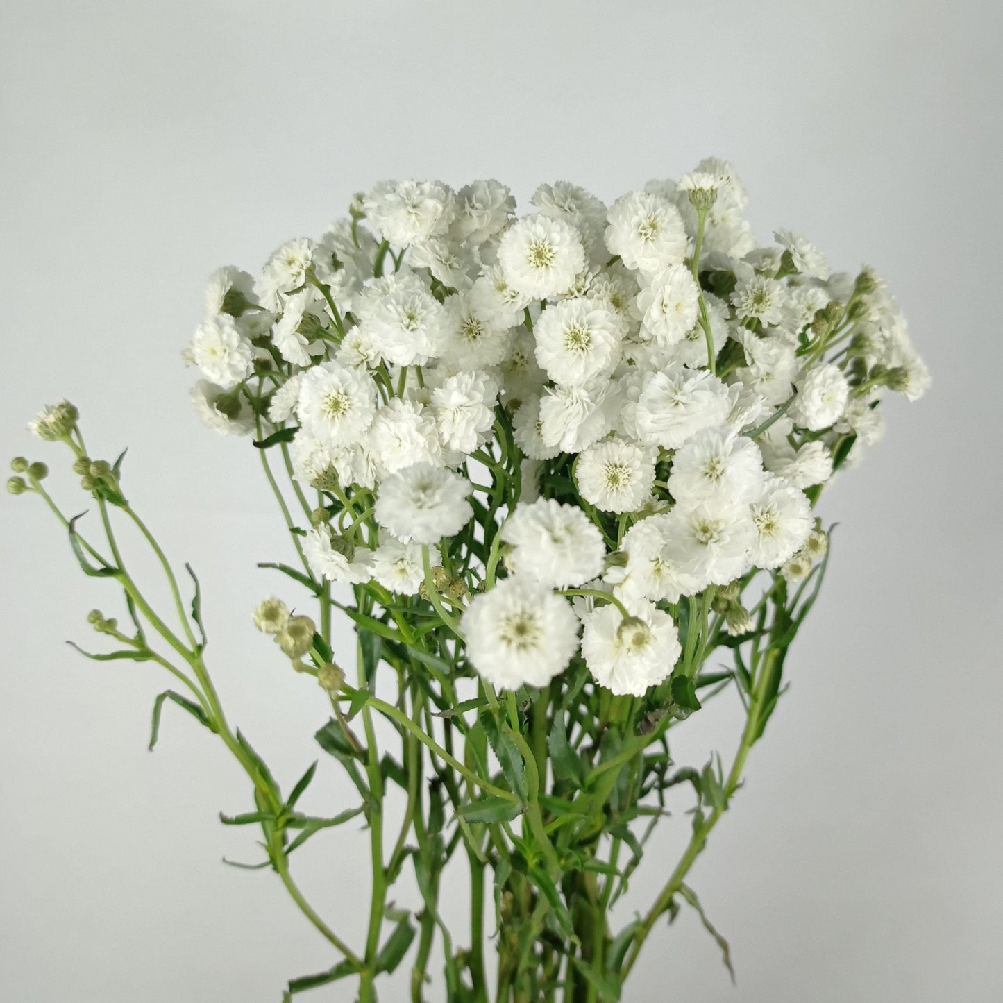 Achillea - White