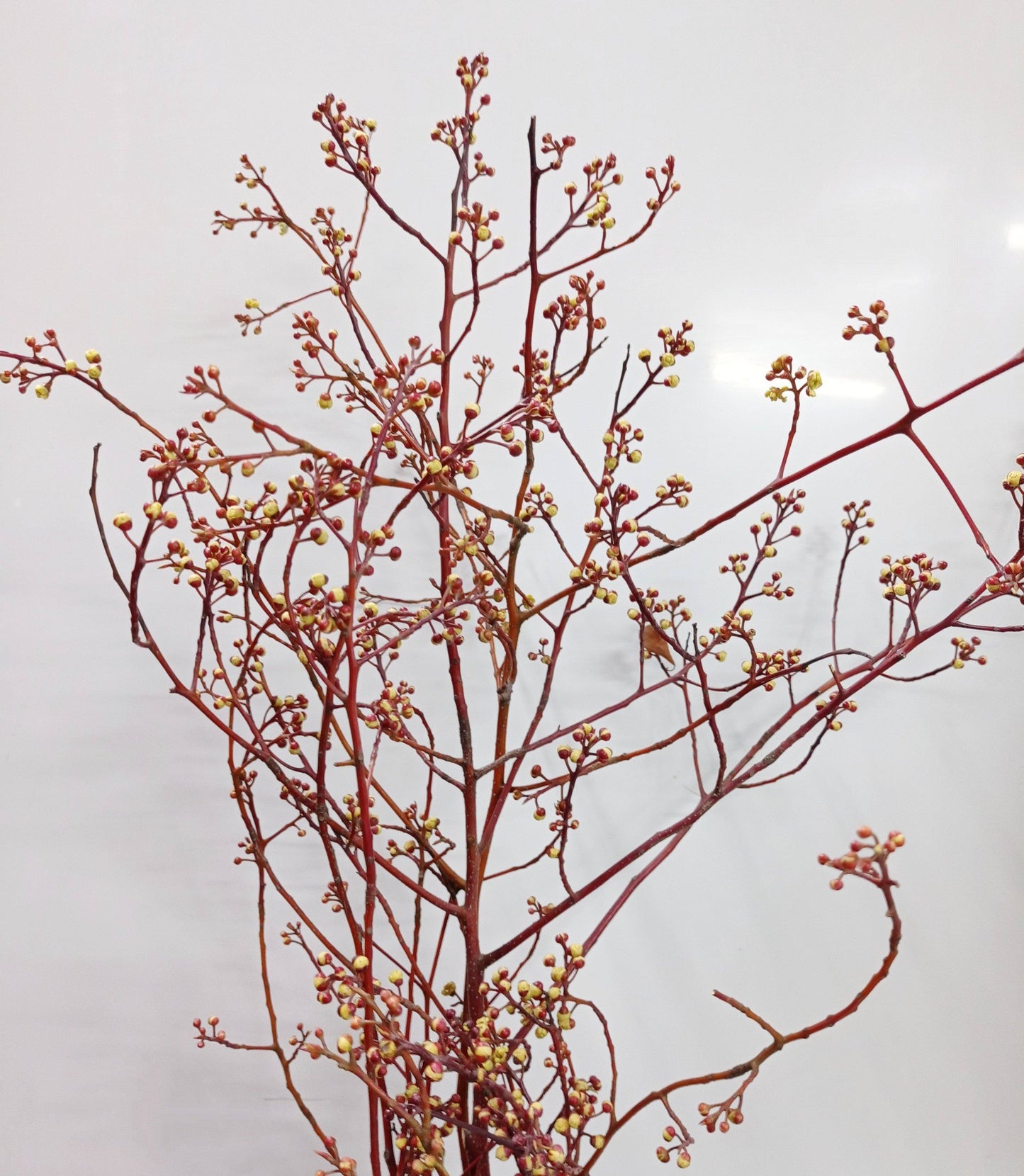 Common Alstonia Mix - Yellow Brownish