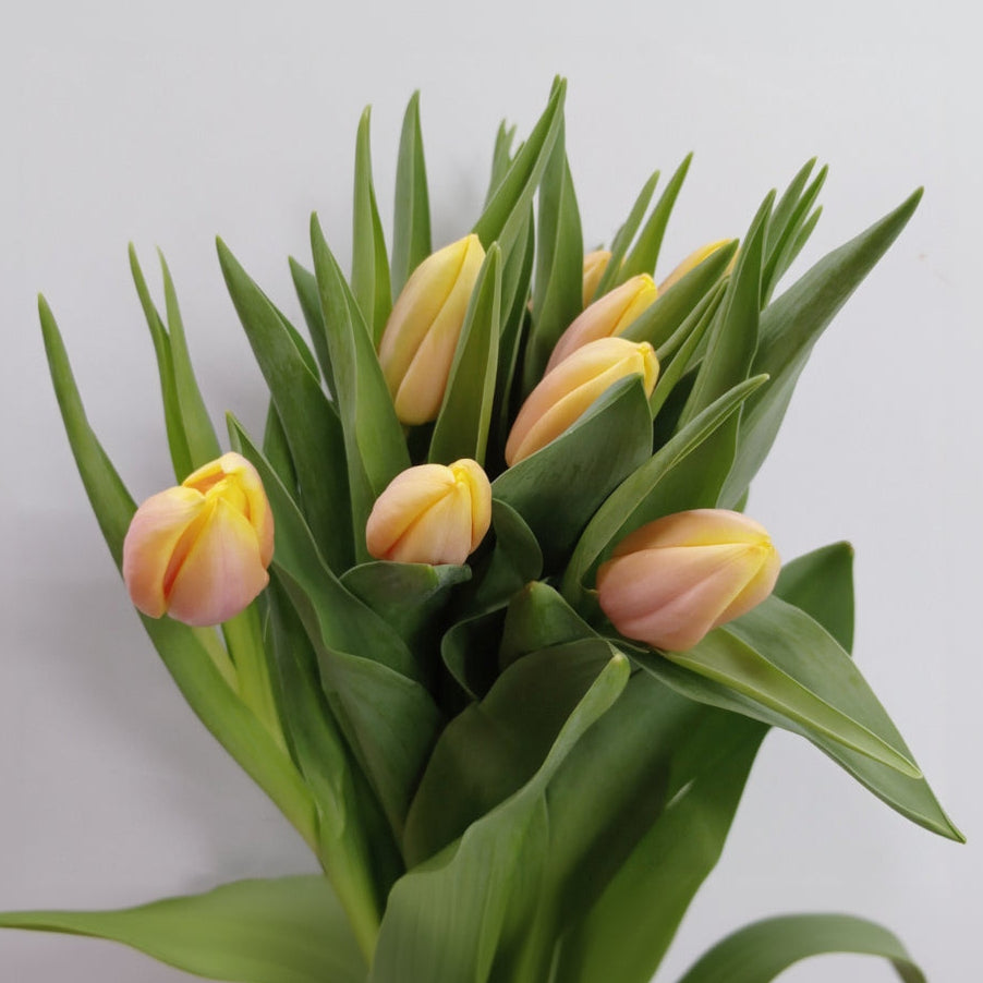 Tulip - 2 Tone Pink Yellow