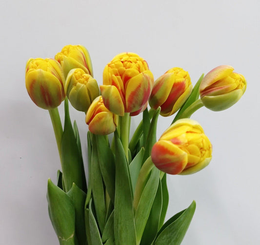 Tulip Double - 2 Tone Yellow Orange