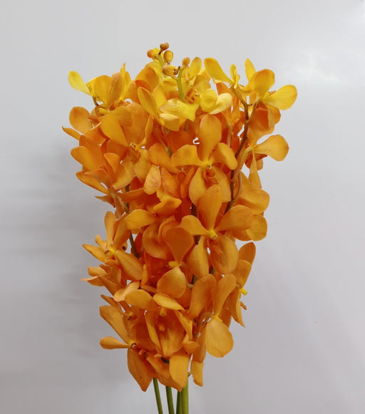 Orchid Th Mokara (Imported) - Gold
