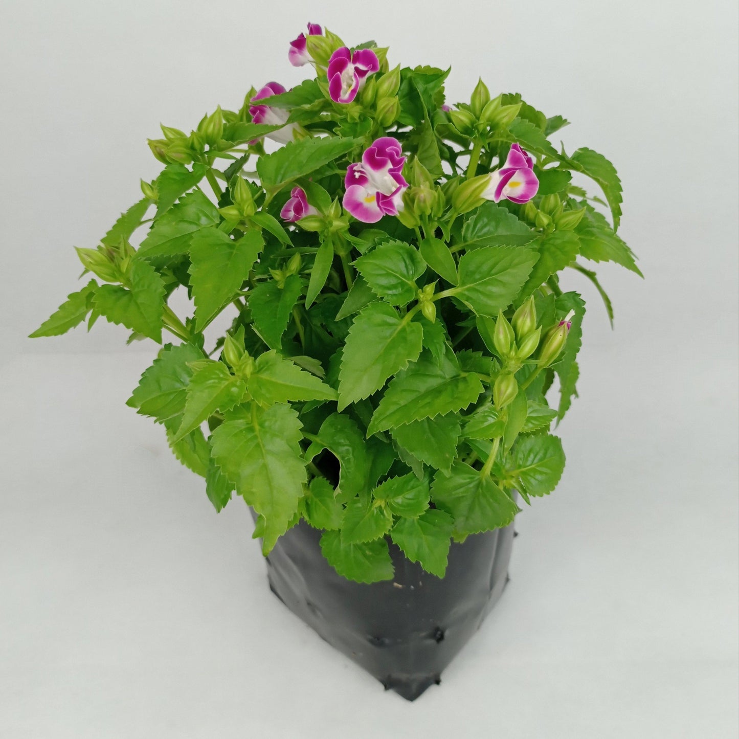 Pot Bp Torenia - Mix