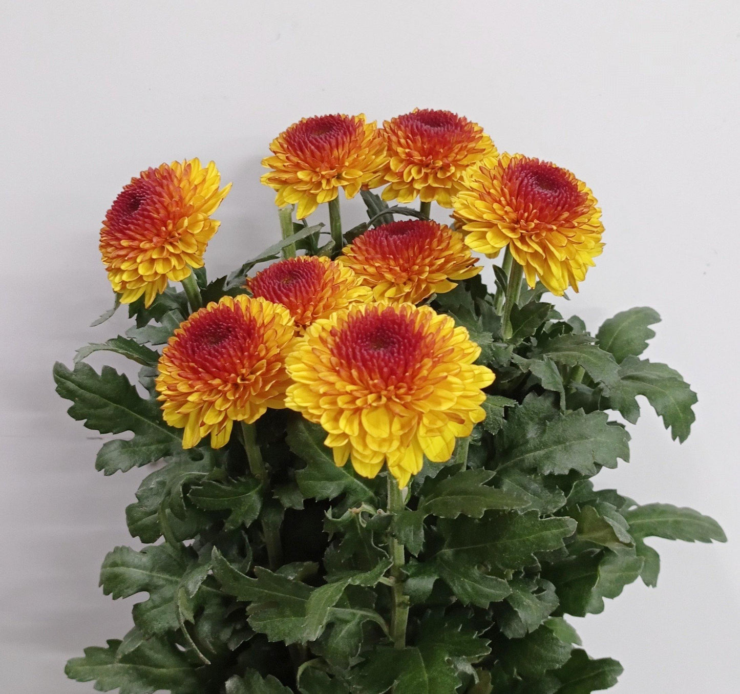 Mum Ping Pong - 2 Tone Orange Brown