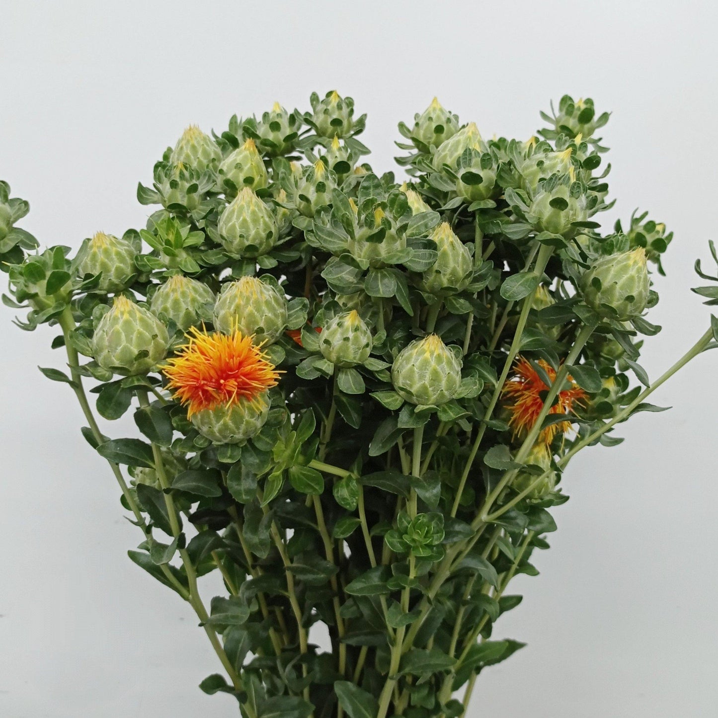 Carthamus Tinctorius - Orange