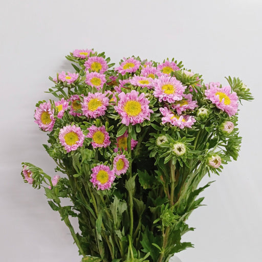 Aster (Imported) - Light Pink