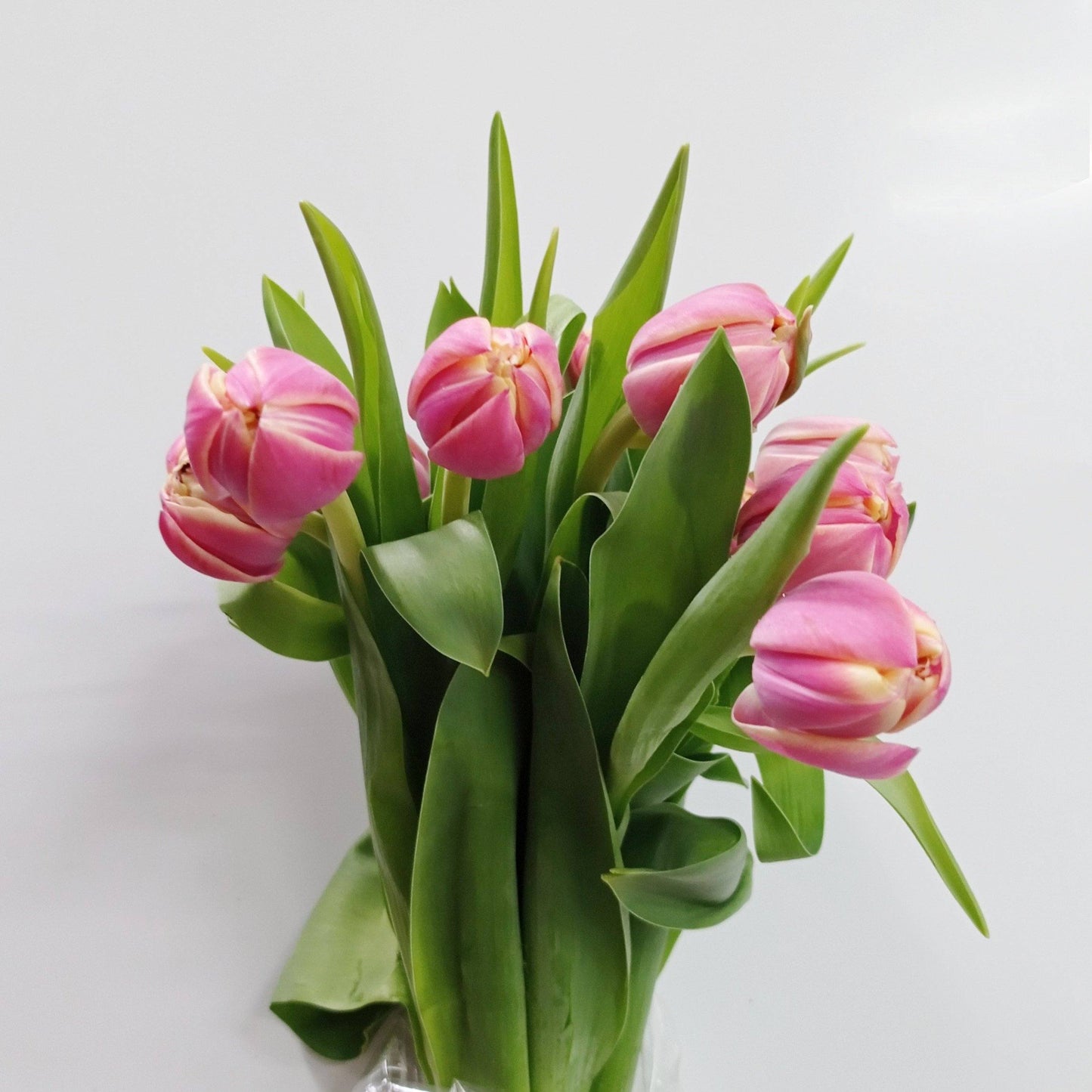 Tulip Double - 2 Tone Pink