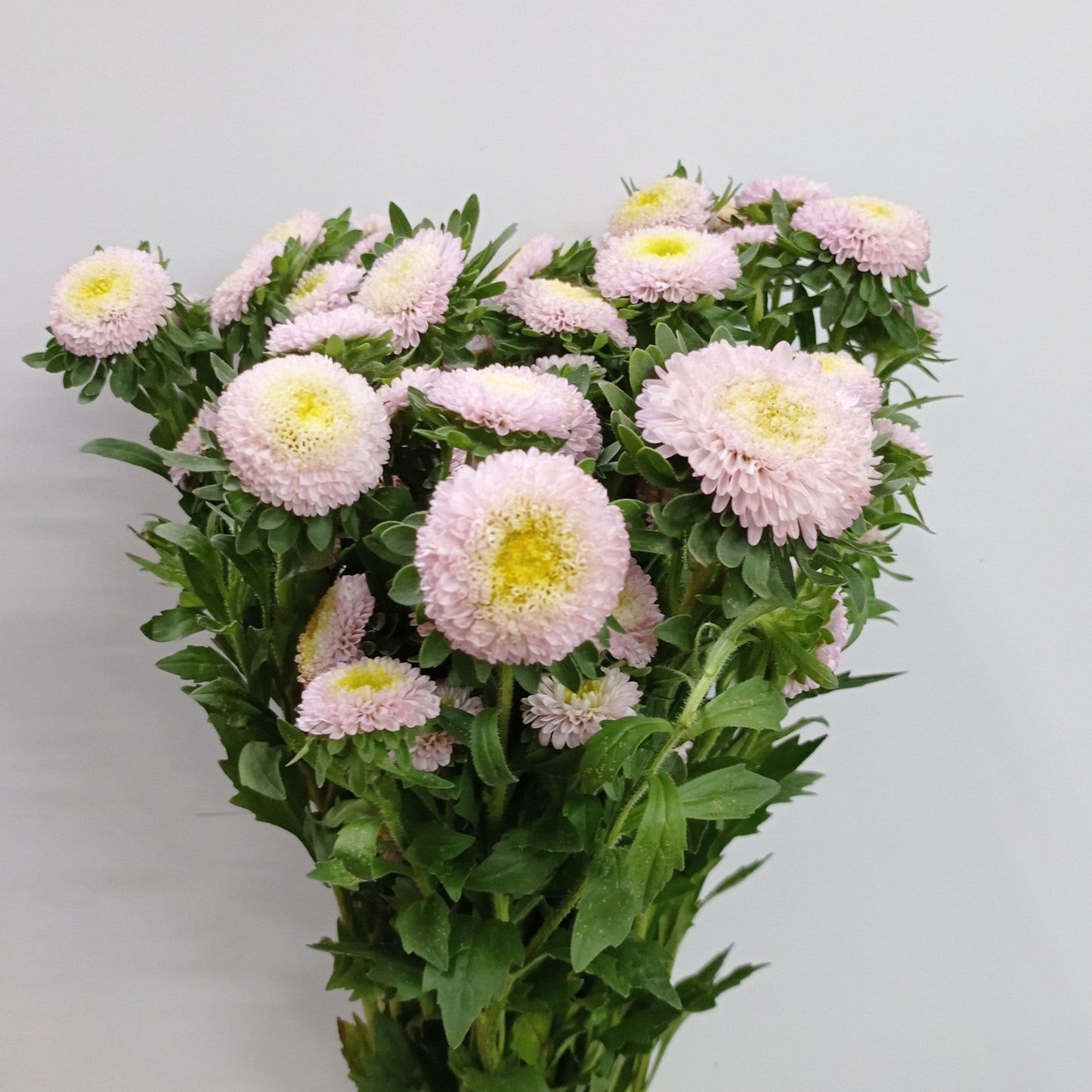 Aster - Light Pink