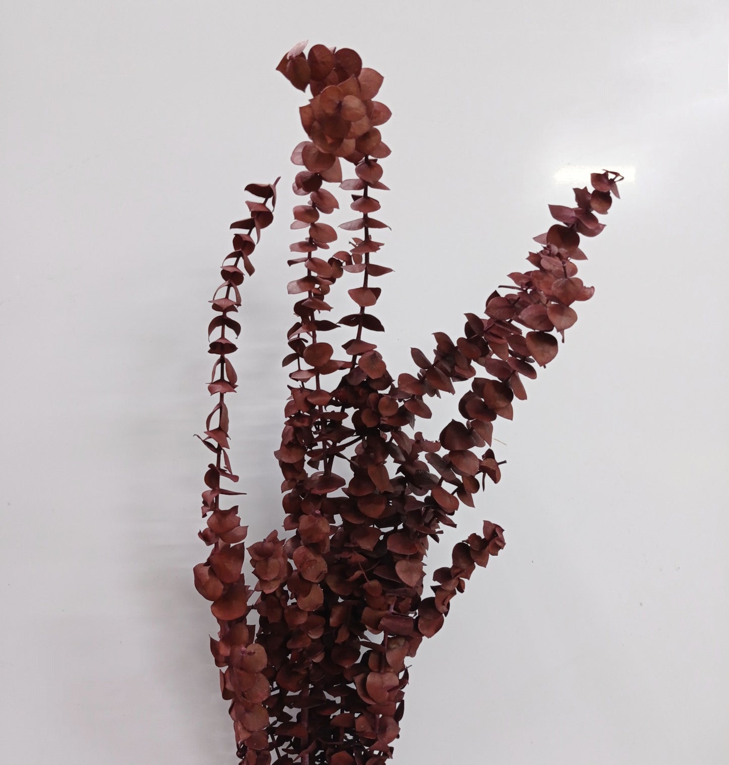 Eucalyptus Baby Blue