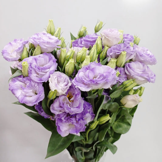 Eustoma - Wavy Lilac (600g)