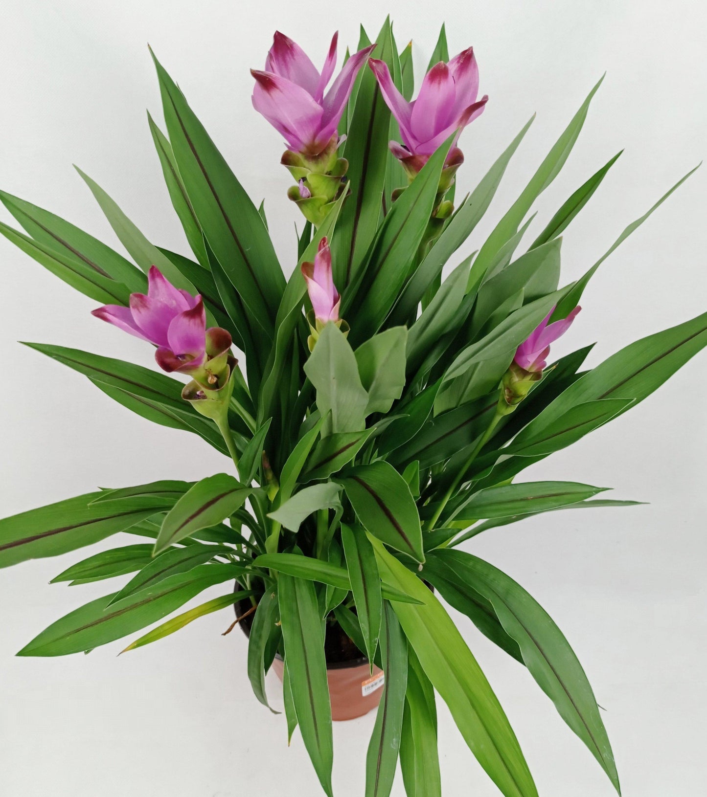Curcuma Ceasia