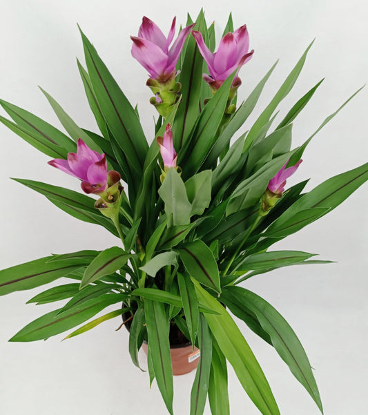 Curcuma Ceasia