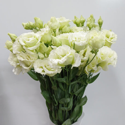 Eustoma - Green | Floristika Malaysia