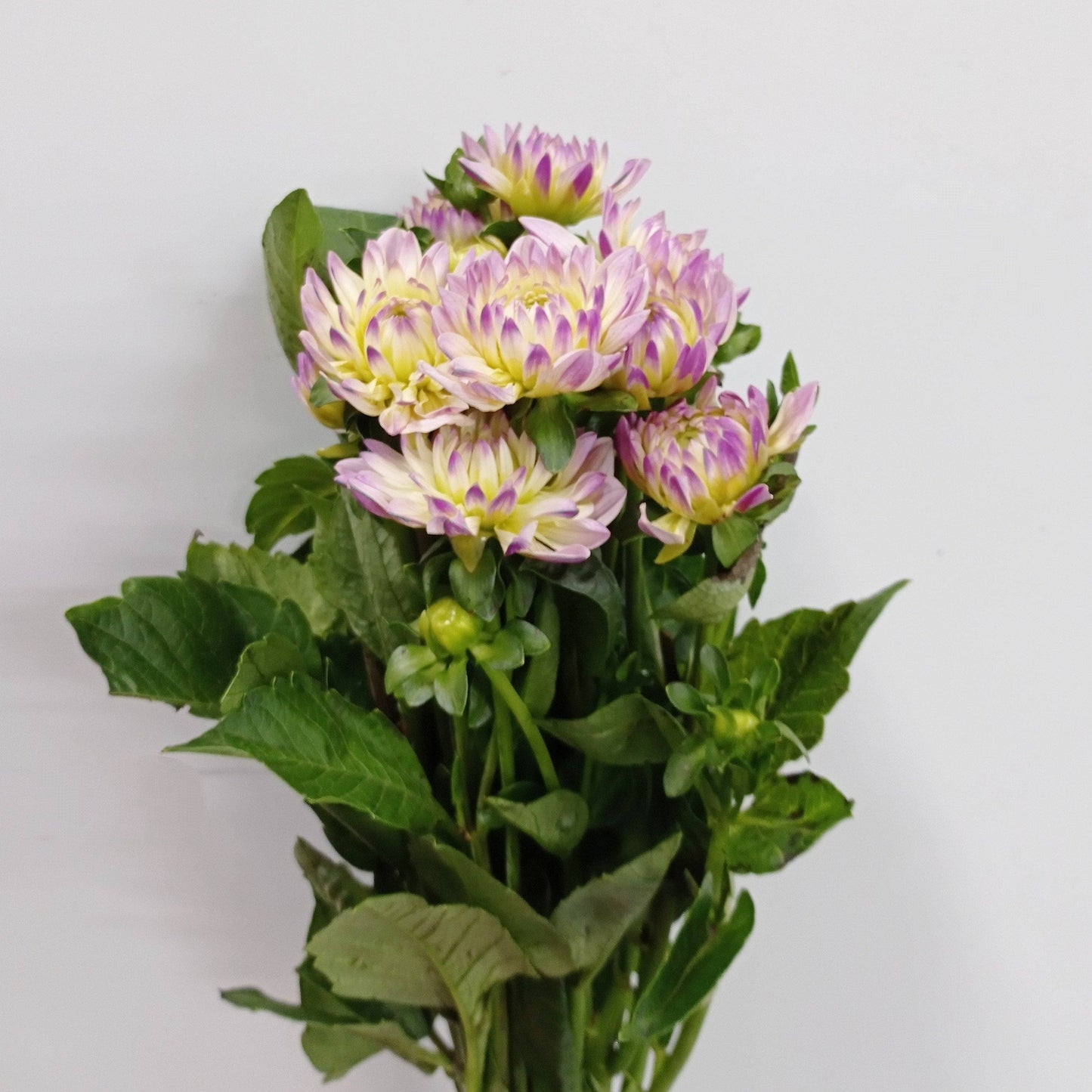 Dahlia - 2 Tone Light Purple