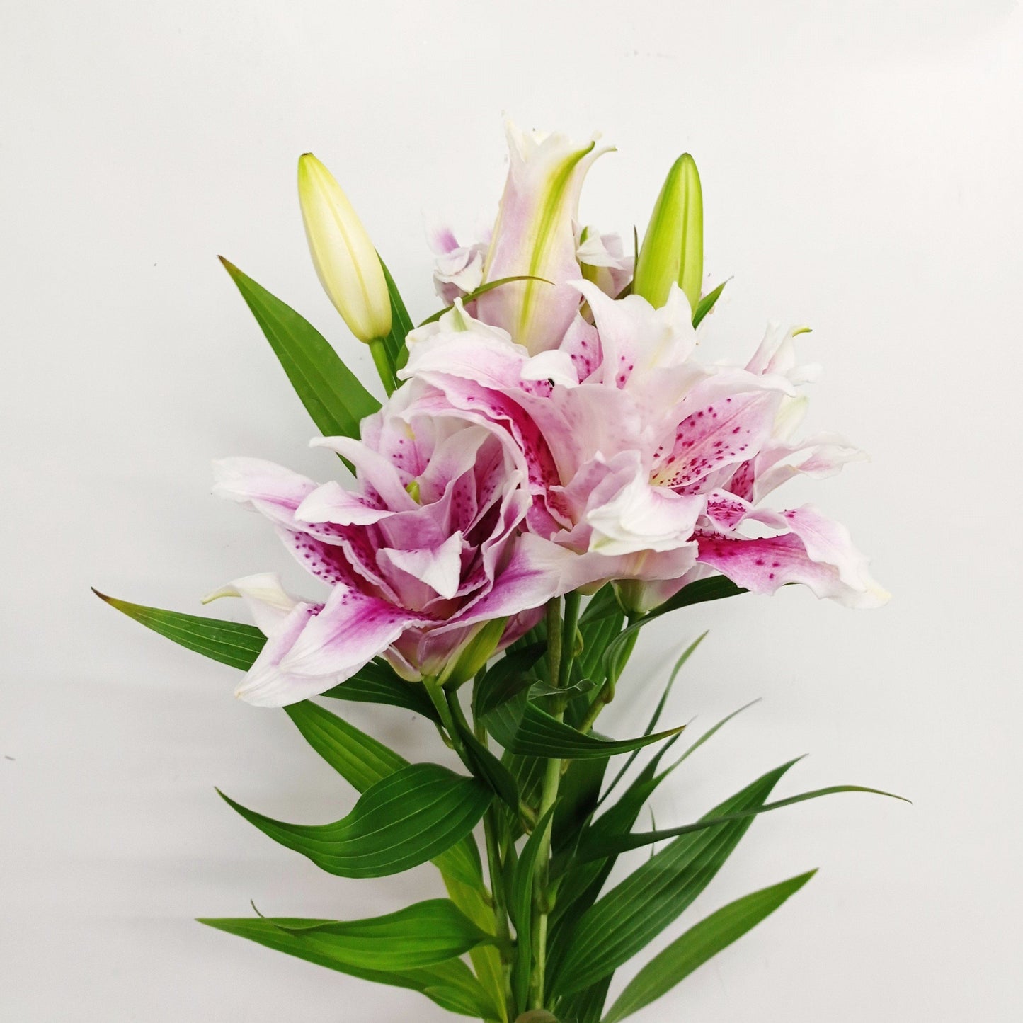 Roselily Thalita - Pink