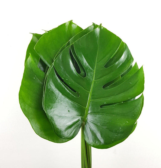 Monstera Leaf