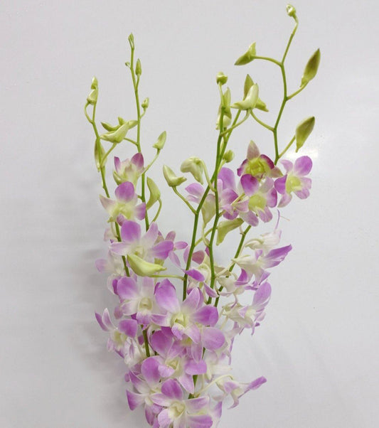 Dendrobium Orchid - Light Purple