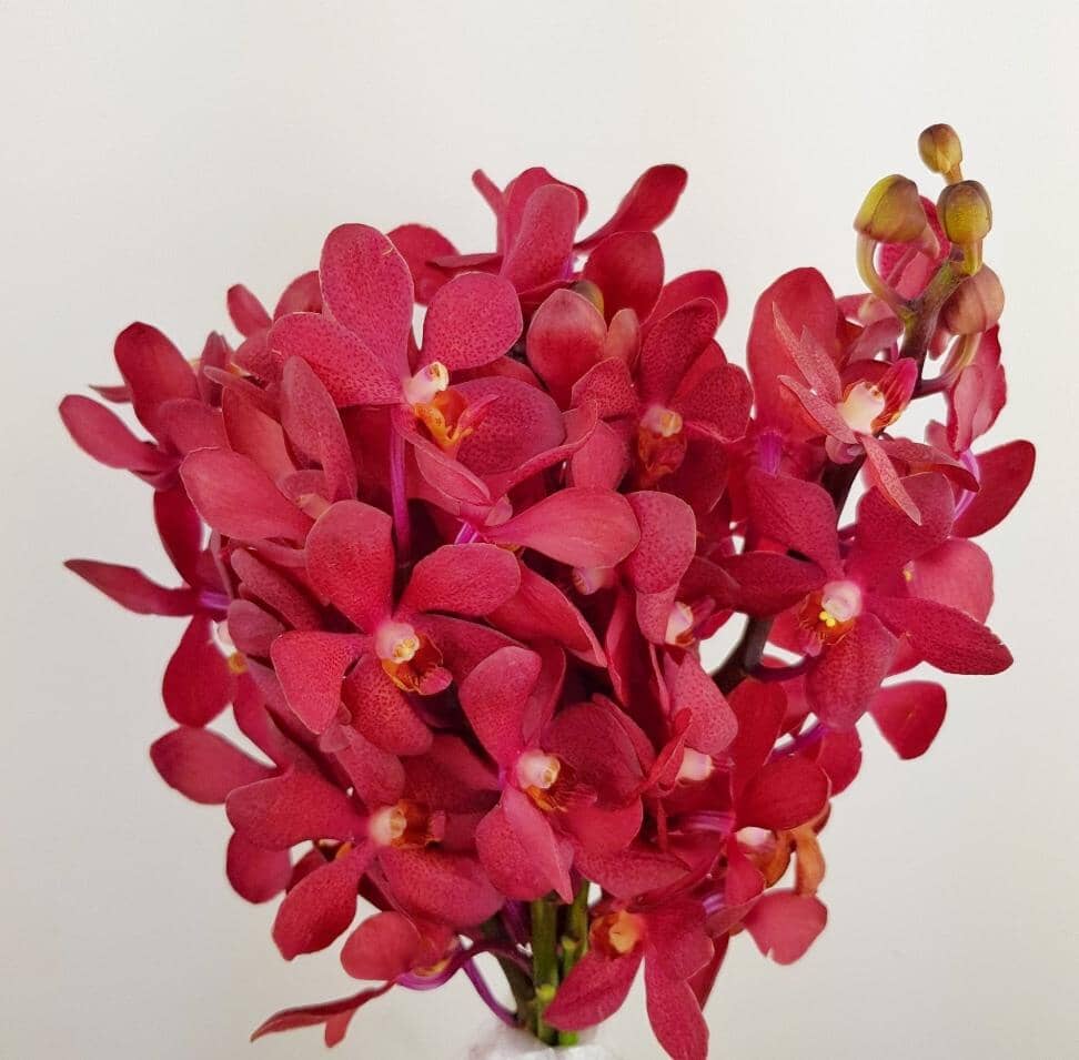 Orchid mokara images libres de droit, photos de Orchid mokara Orchid mokara images libres de droit, photos de Orchid mokara