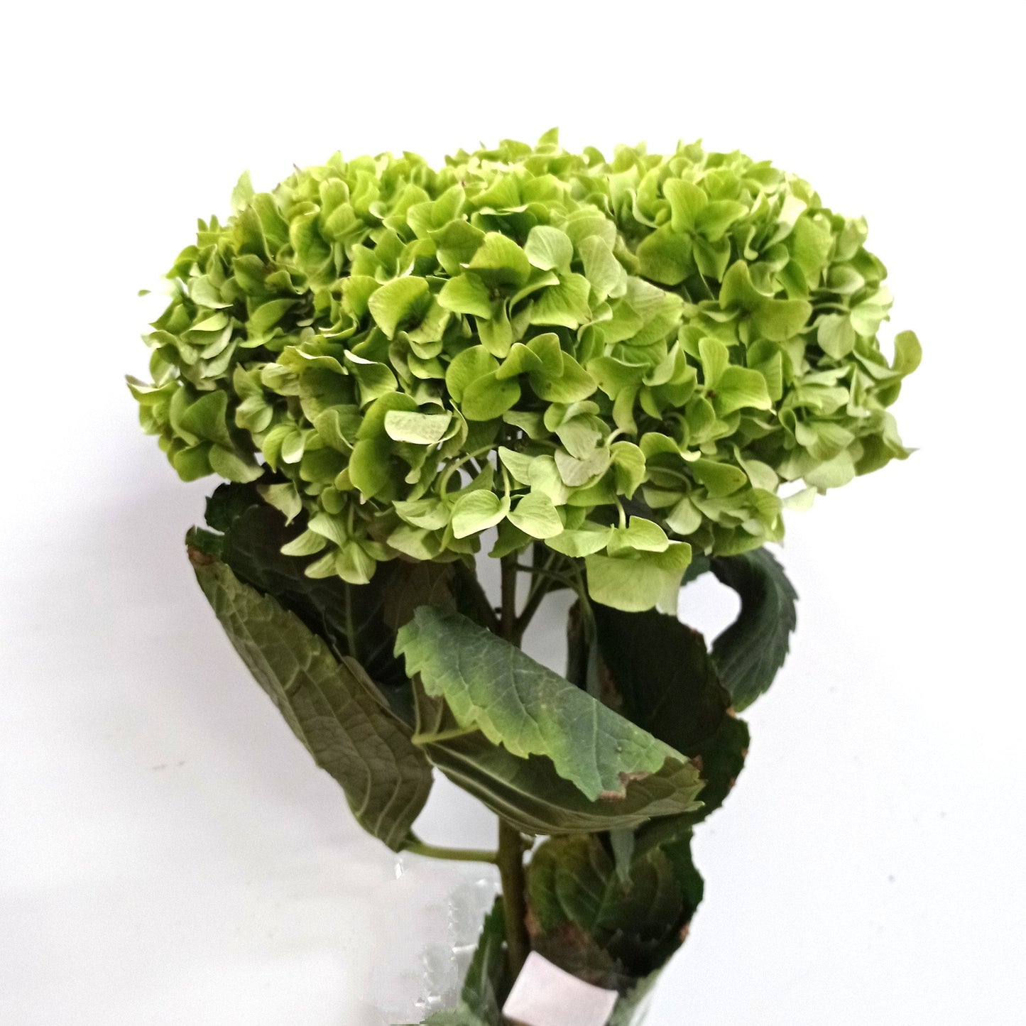 Hydrangea - Green (Flower Head Size: 18-20cm)
