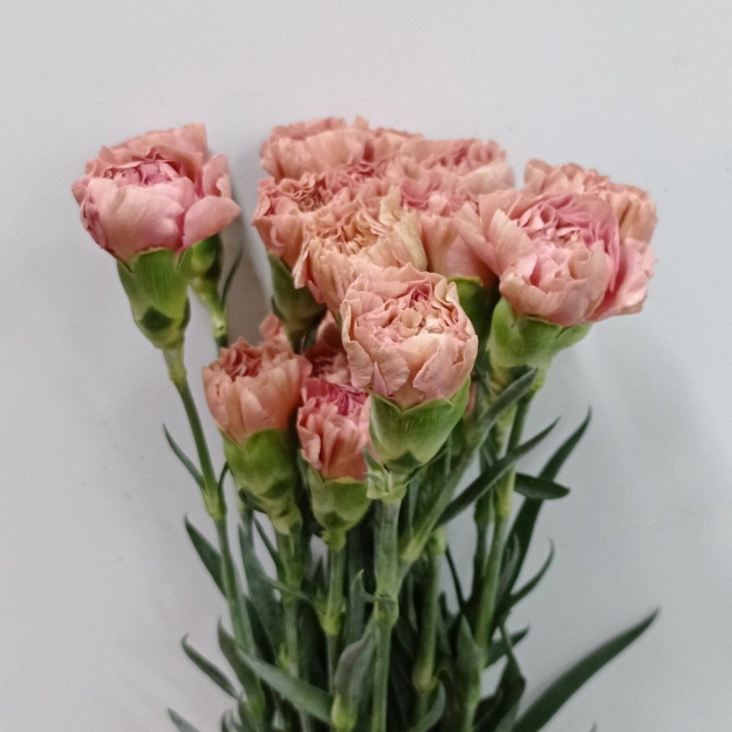 Carnation - Cappucino