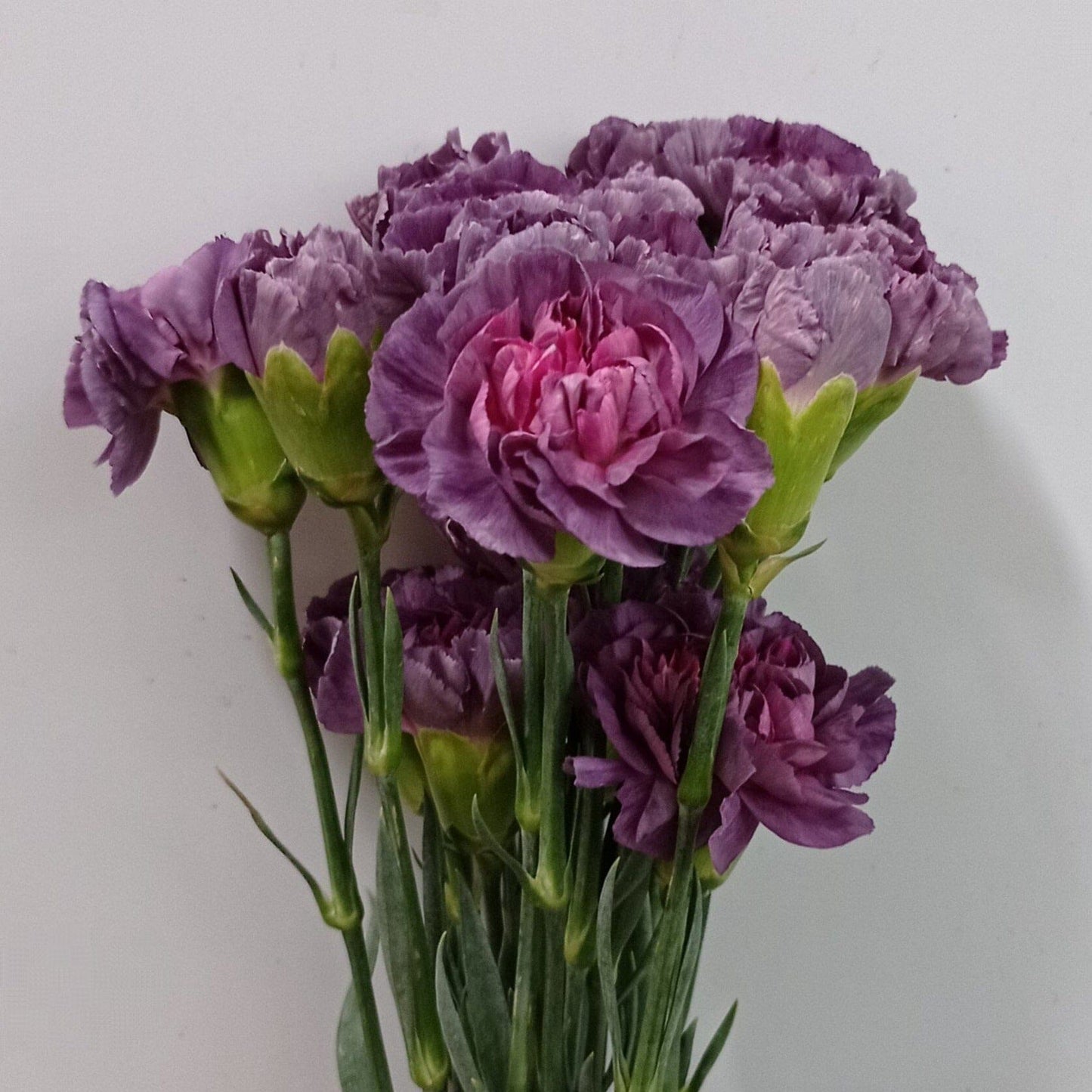 Carnation - 2 Tone Purple
