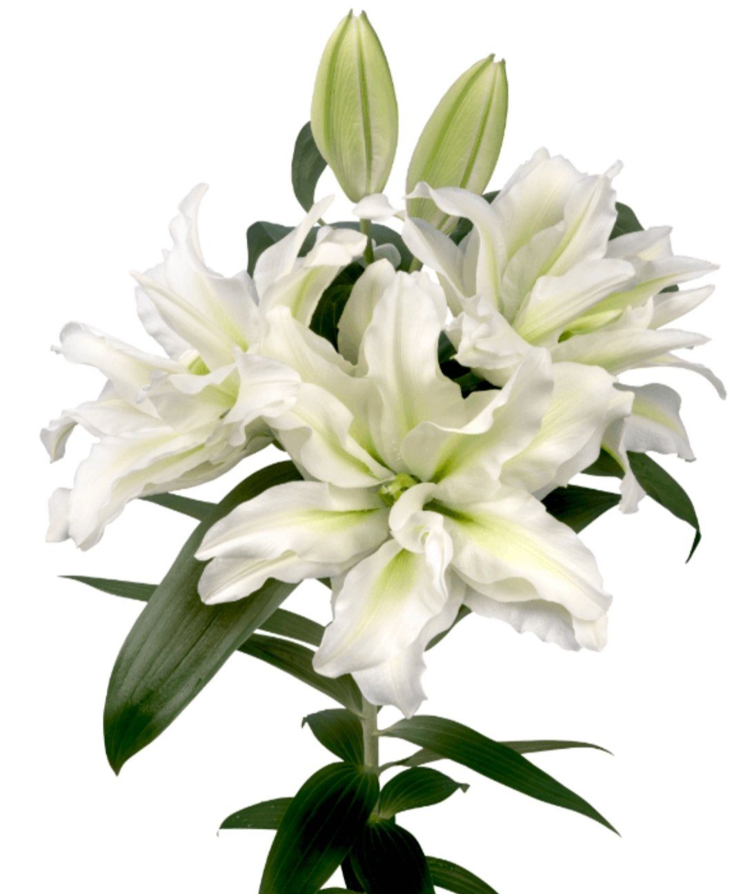 Roselily - White (3 stems)