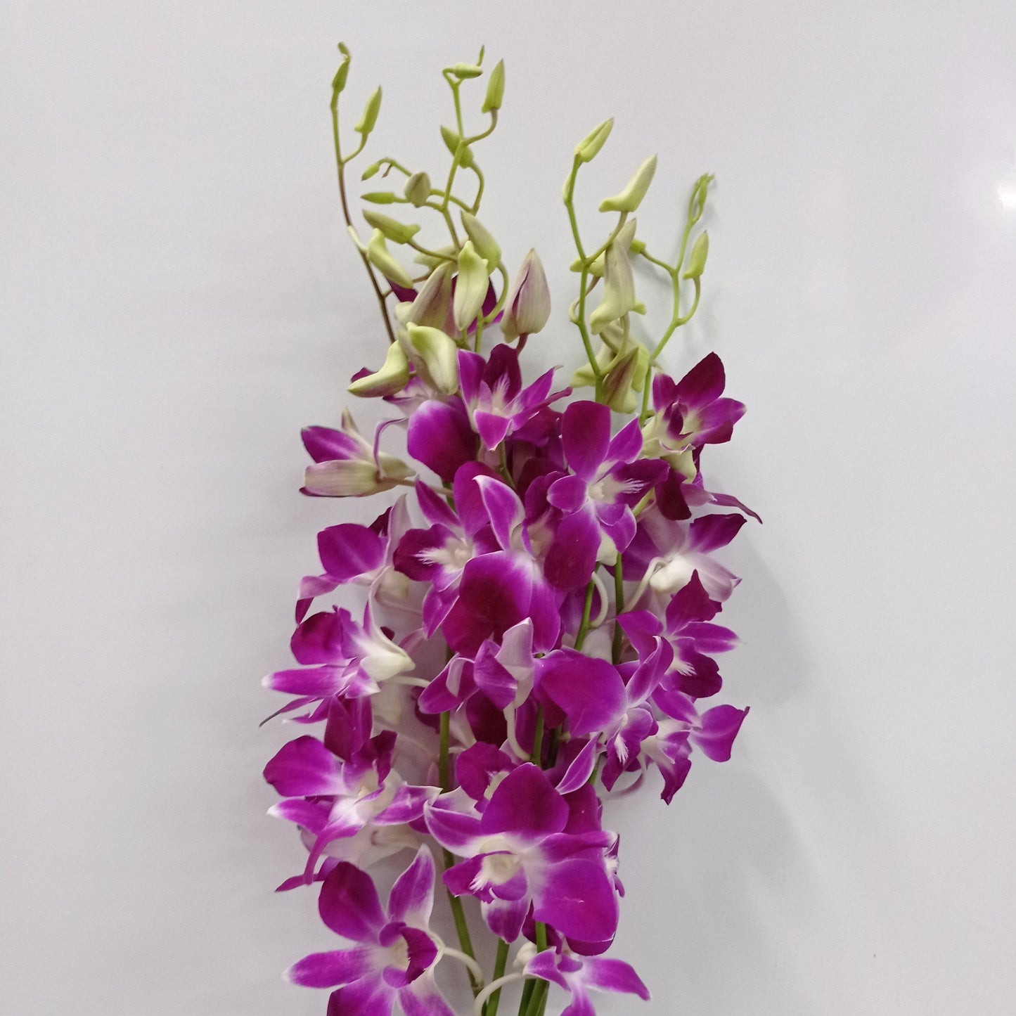 Orchid Premium - Bon