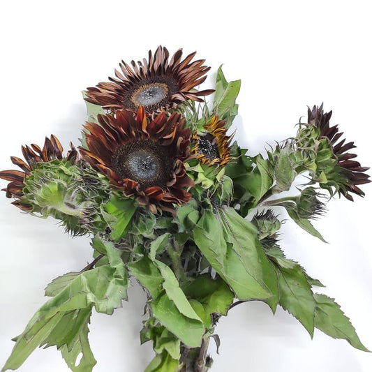 Helianthus Sunflower - Brown