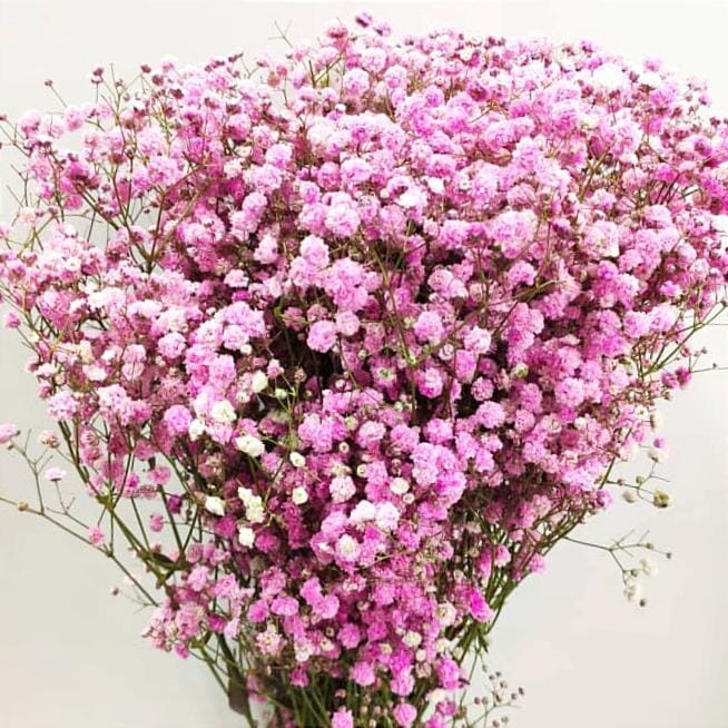 Gypsophila Million Star - Light Pink (500g)