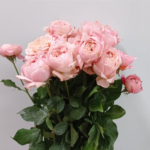 Spray Rose (Imported) - 2 Tone Light Pink