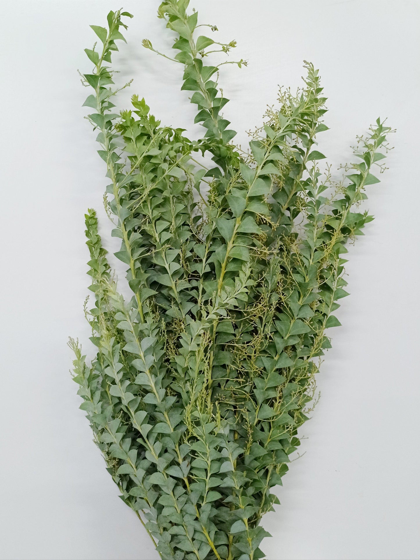 Eucalyptus Tricircle (Imported) - Green