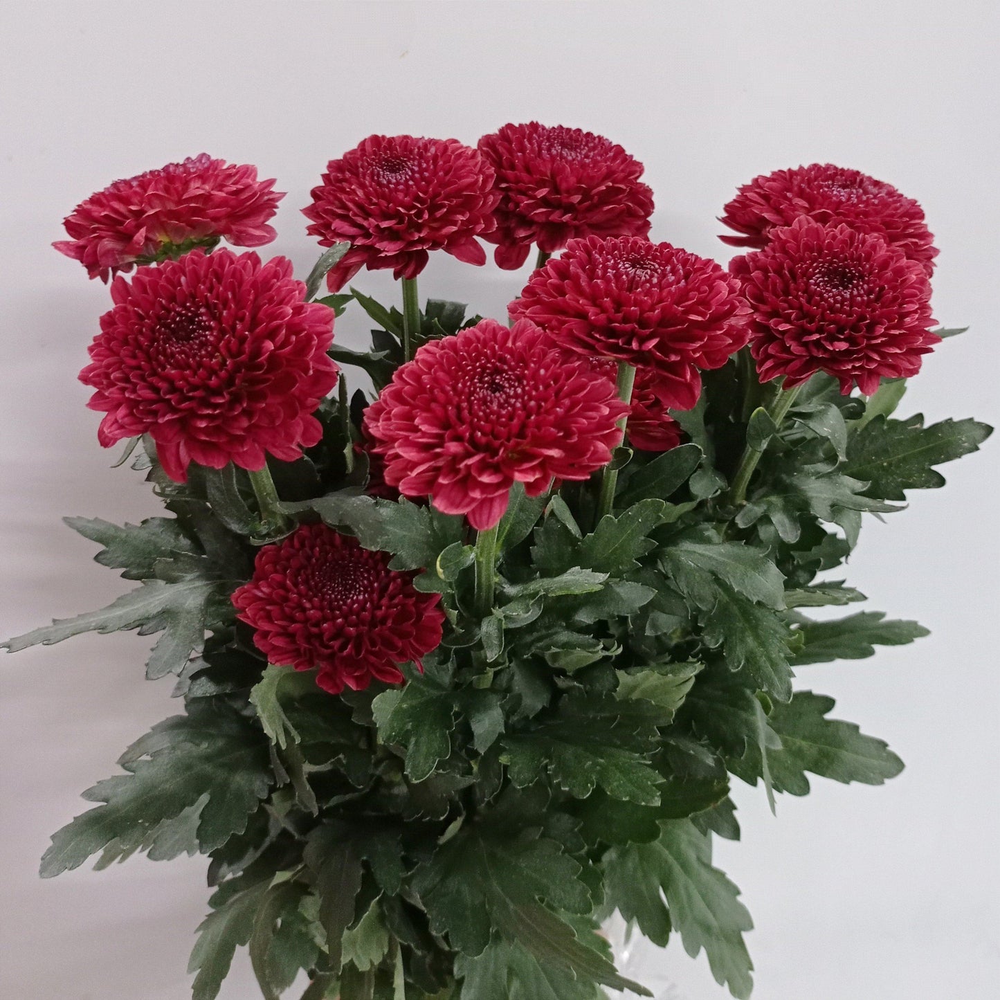 Mum Ping Pong - Maroon